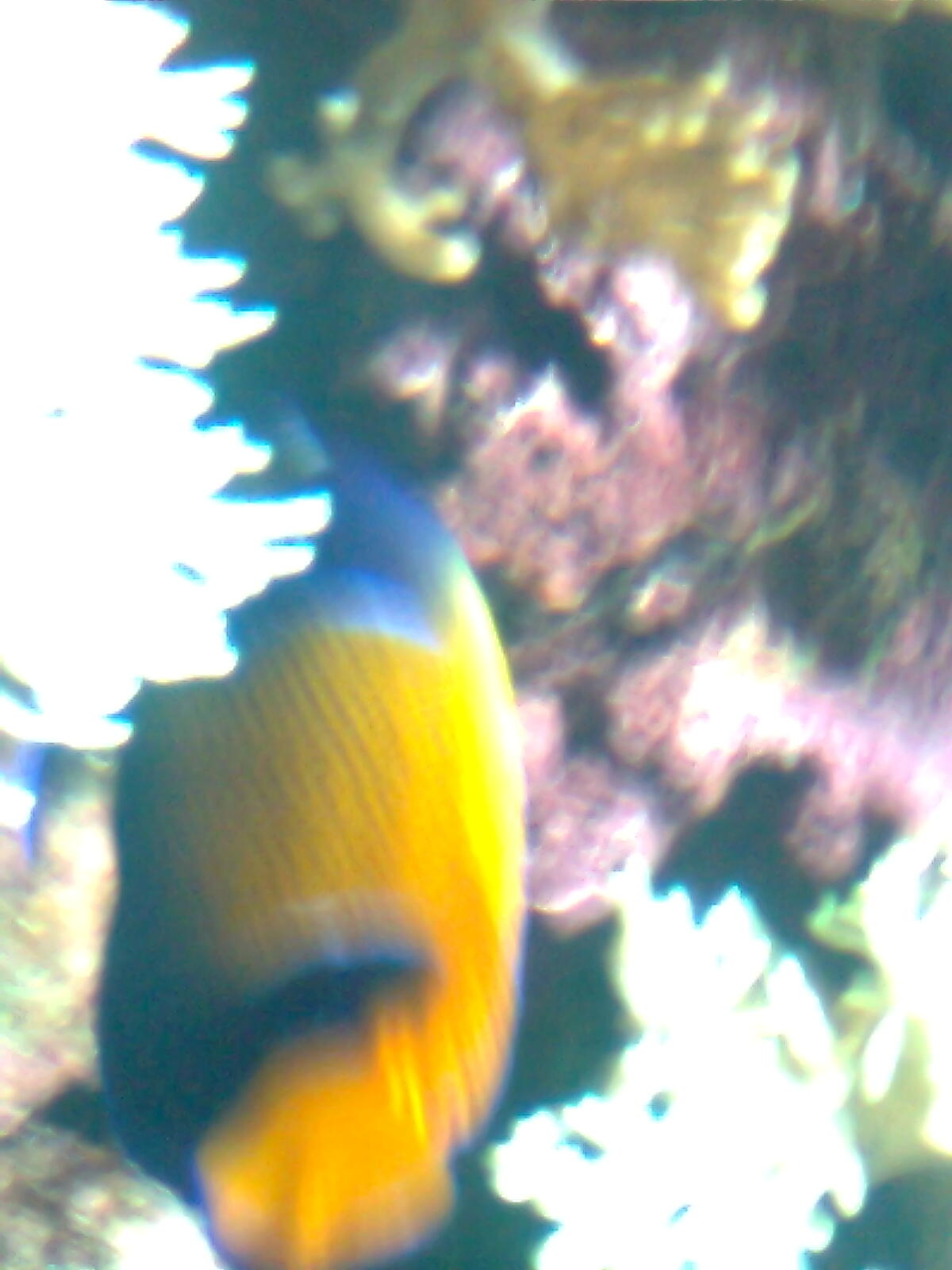 Obraz0181